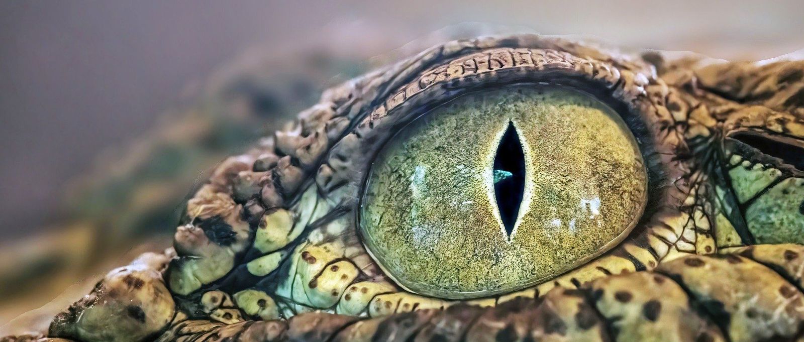 Crocodile Eye